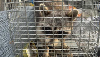 Residential Wildlife Control for The Critter Crew in DFW, TX