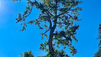 Tree Removal for Stump Removal and Daughters in Aurora, CO