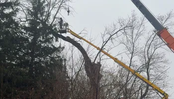 Tree Removal for Fransen's Tree Service  in Freeport, IL