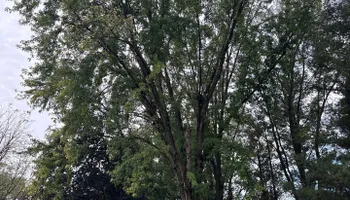 Tree Removal for Fransen's Tree Service  in Freeport, IL