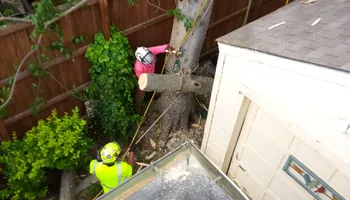 Tree Removal for Marvelous Marvin's Tree Care in Garland, TX
