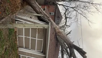 Tree Removal for Fransen's Tree Service  in Freeport, IL