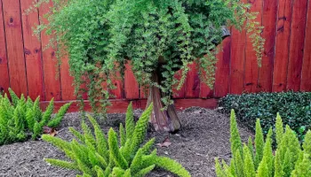 Mowing for Bruno's Professional Lawn's & Landscape in Beaumont, TX