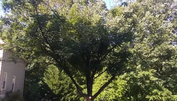 Tree Removal for Mario's Tree Service in Richmond, VA