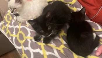 Plumbing Remodels for Mr. Pipe Dreams LLC in Colorado Springs, CO