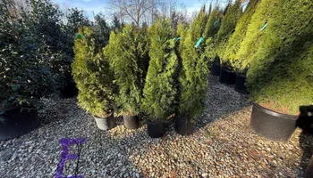 🚿 Pressure Washing Services for GA Lawn Care Pros in Jefferson, GA