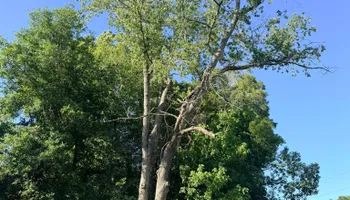 Tree Pruning and Trimming for All Around Guys Tree Service in Ocala, FL
