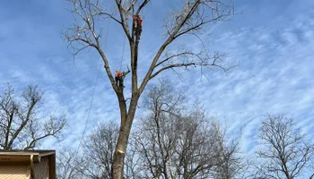 Tree Removal for Cross Family Tree Service in Kearney, MO