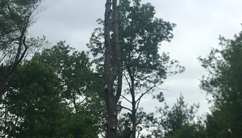 Tree Removal for Green In Green Out Tree Services in Westbrook, ME