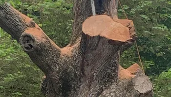 Tree Removal for Jason's Tree Service in Marlton, NJ
