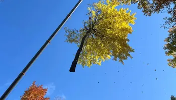 Tree Removal for Abair Tree Service in Weare, NH