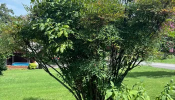 Tree Removal for SEALY TREE and LAWN in Cleveland, TN