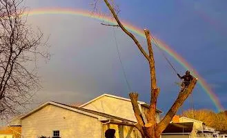 Tree Removal for Licensed to Cut Tree Service in Athens, PA