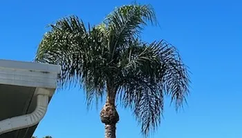 Mowing for Greener Horizons Landscape Management in Port St. Lucie, FL