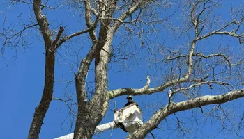 Tree Removal for Robery's Tree Service in West Wareham, MA