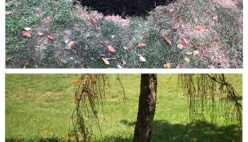 Stump Removal for Mad Dust Stump Grinding in Howard County, MD