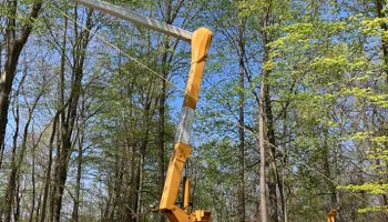 Tree Removal for Village Tree Service in Whitestown, IN