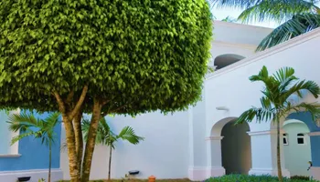 Tree Removal for Freedom Tree Pros in Melbourne, FL