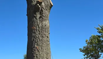 Tree Removal for Optimum Tree Service And Landscaping in Bowling Green, KY