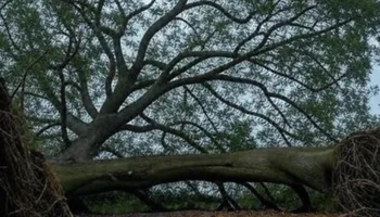 Tree Removal for Dittmer Tree Service in Davenport, IA