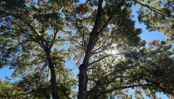 Tree Removal for Z’s Trees LLC in Grey Forest, TX