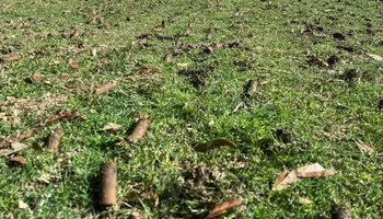 Lawn Aeration for North Texas Groundscaping in Frisco, TX