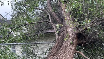 Tree Removal for Allstate Tree Service and Crane in Spring Lake Park, MN