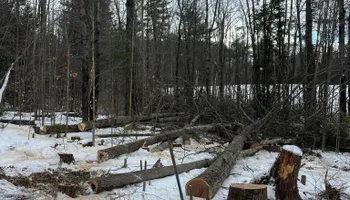 Tree Removal for Abair Tree Service in Weare, NH