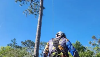 Tree Removal for Highlands Tree Service LLC in Avon Park, FL