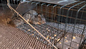 Residential Wildlife Control for Topper's Wildlife Removal in Garland, TX