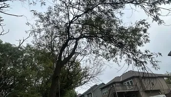 Tree Removal for Cross Family Tree Service in Kearney, MO