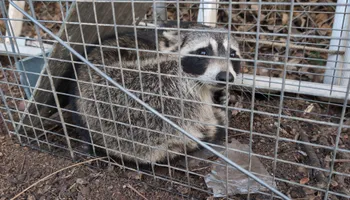 Residential Wildlife Control for Topper's Wildlife Removal in Garland, TX