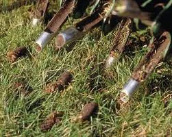 Soil Tests for Earth First Turf, LLC in Cherokee County, GA