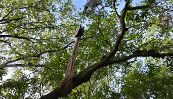 Tree Removal for Near Me Tree Service, Inc. in DeLand, FL
