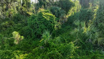 Forestry Mulching for SWF Land Clearing Solutions in Fort Myers, FL