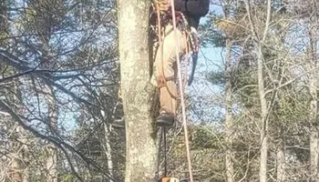 Tree Work for Baboosic Tree & Landscape in Merrimack, NH