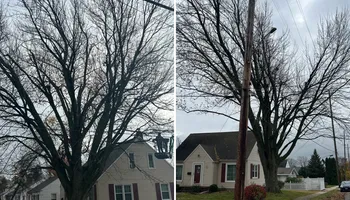 Tree Removal for Fransen's Tree Service  in Freeport, IL