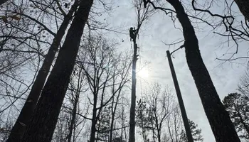 Tree Removal for Meade tree service in Greensboro, NC