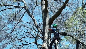 Tree Removal for Revival Tree Management in Chattanooga, TN