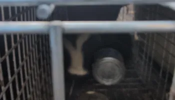 Residential Wildlife Control for Topper's Wildlife Removal in Garland, TX