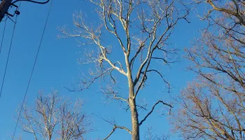 Tree Trimming & Removal for Freedom Outdoor Services in Glen Mills, PA