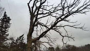 Tree Removal for Big River lawn Care services and snow LLC in Wausau, WI