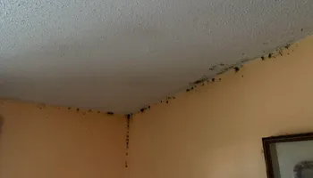 Bed Bug Heating Service for Platinum Pest Control in Brooksville, FL