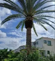 Tree Removal for ASAP Tree Service in Sebastian, FL