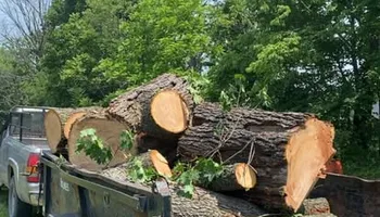Tree Removal for Gray’s Tree Service Inc in Maurertown, VA