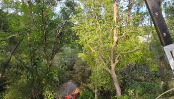Tree Removal for Near Me Tree Service, Inc. in DeLand, FL