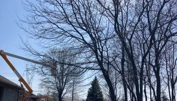 Tree Removal for Village Tree Service in Whitestown, IN