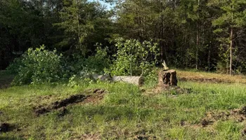Tree Removal for Brooks Tree Service in Casar, NC