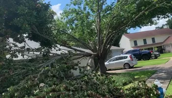 Tree Removal for Exclusive Demolition & Tree Service in Houston, TX