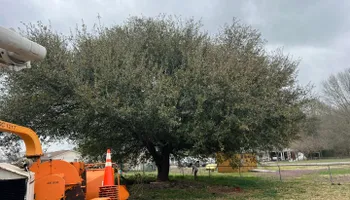 Tree Removal for Brooks Tree Service in Casar, NC